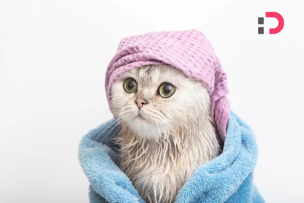 محصولاتی ویژه برای گربه‌ها در پت‌شاپ آنلاین پتدونی | شامپو و نرم‌کننده گربه بدون مواد شیمیایی مضر 1404